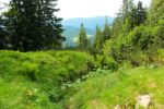 2014-07-05_Laengental-N-Hochweg (694). JPG